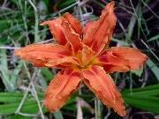 Orange double